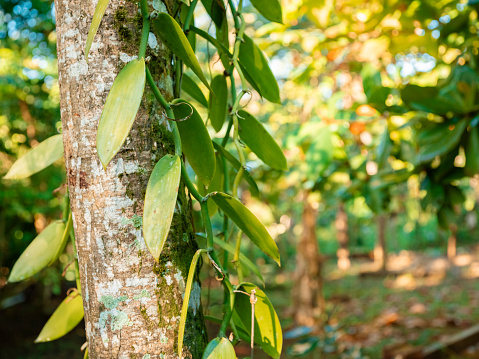 Vanilla (Vanilla planifolia) plantatnion in the Dominican Republic
