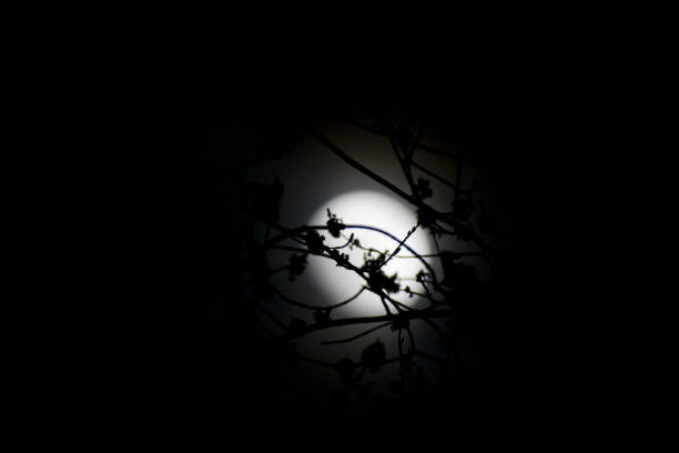 Beautiful shot of the full moon at night