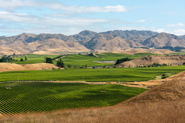 マールボロ・サウンズの有名なブドウ畑,ニュージーランド - vinery ストックフォトと画像