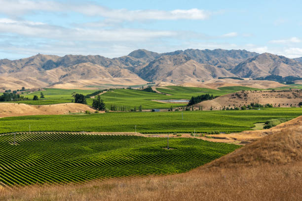 Famous vineyards of Marlborough Sounds, New Zealand Famous vineyards of Marlborough Sounds, South Island of New Zealand marlborough new zealand stock pictures, royalty-free photos & images