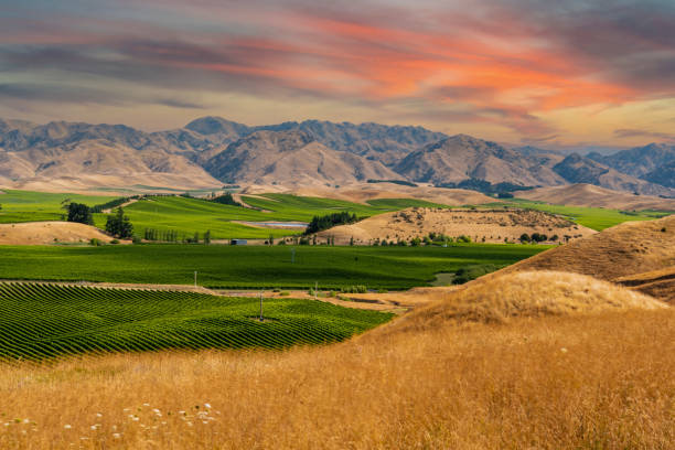 знаменитые виноградники мальборо звуки, новая зеландия - marlborough region marlborough sounds new zealand south island new zealand стоковые фото и изображения