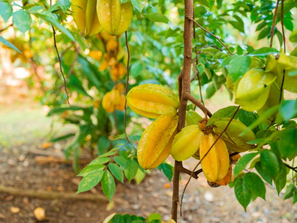 frutto stellato (averrhoa carambola) in un albero - starfruit foto e immagini stock