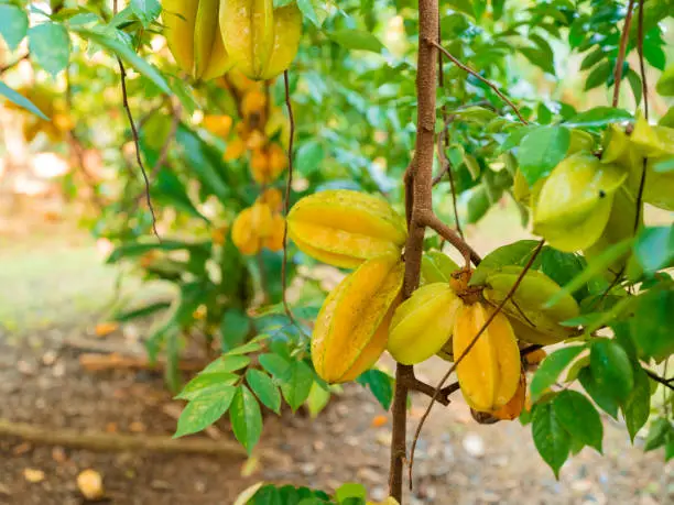 Star fruit on a tree in Dominican Republic