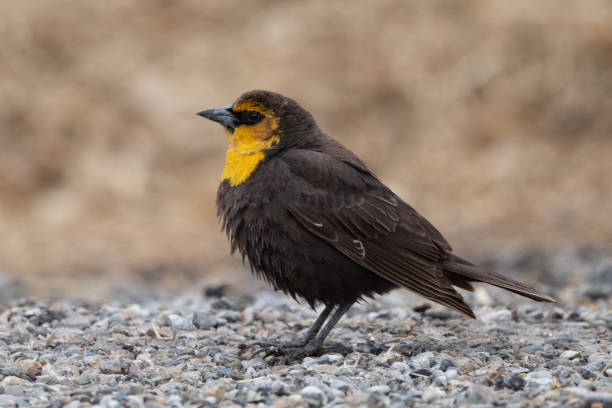 istock Yellow-headed Blackbird sitting on a gravel looking up 1320846568