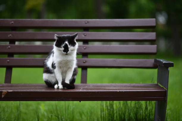 Free Stock Photo of Cat Sitting on Bench | Download Free Images and ...