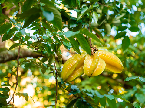 Star fruit on a tree in Dominican Republic