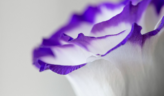 Indoor macro side view close-up of a white eustoma/lisianthus flower head with purple edges, against a white background - shallow DOF, focus is on the edges in the foreground