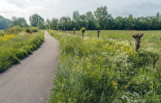 Exuberantly flowering wild plants and grasses along a cycling and walking path in the Dutch spring season. It is a sunny day after some rainy days.