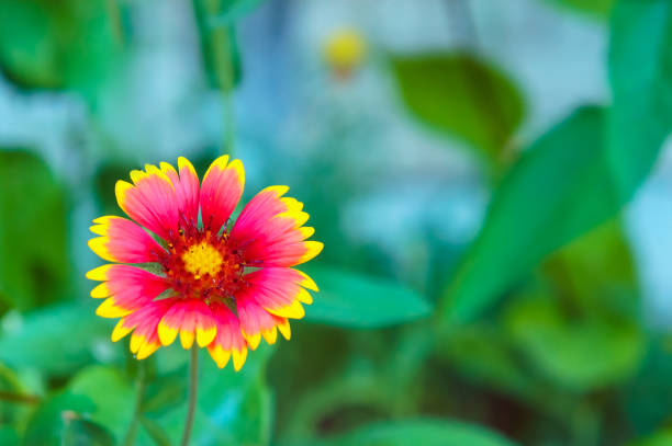 Red flower at blurred background on sunny summer day. Flowering period concept.