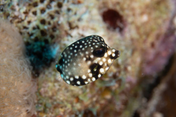 istock Juvenile Smooth Trunkfish on Caribbean Coral Reef 1320848647