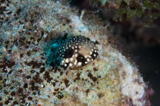 istock Juvenile Smooth Trunkfish on Caribbean Coral Reef 1320848681