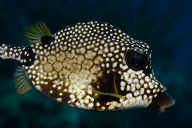 istock Smooth Trunkfish on Caribbean Coral Reef 1320848712