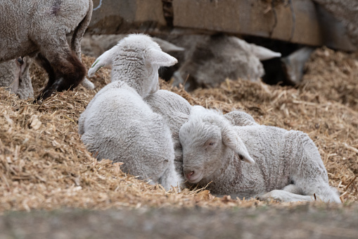 Baby lambs escaped farm on very cold day huddled to get warm in Montana, in western USA. John Morrison - Photographer