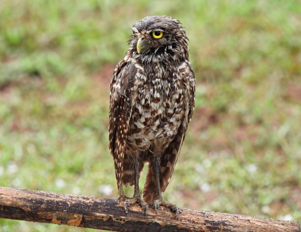 istock Burrowing Owl (Athene cunicularia) perched on a wood fence after the rain 1320850974