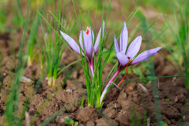 blühende safranpflanze. ernte von krokusblüten für das teuerste gewürz. - flower spring field nature stock-fotos und bilder