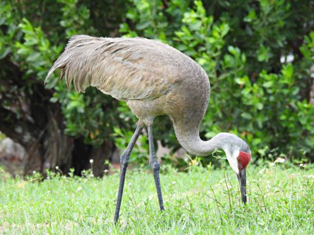 istock Sandhill Crane (Grus Canadensis) foraging in the grass 1320851391