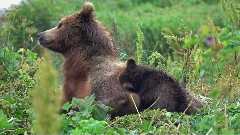 Female brown bear and her cubs