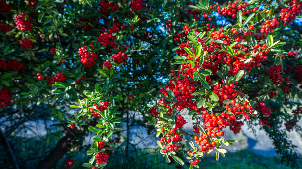 roślina z gatunku crataegus monogyna z czerwonymi owocami - crataegus monogyna zdj�ęcia i obrazy z banku zdjęć