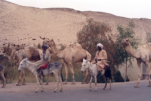 Sinai, Egypt, 1977. Bedouins on donkeys lead a herd of camels down a street.