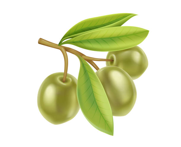 illustrazioni stock, clip art, cartoni animati e icone di tendenza di ramo realistico di olive verdi con foglie di olio extravergine di oliva. illustrazione vettoriale. - olive tree three objects vector green