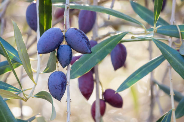 темно-синие спелые оливки каламата, висящие на оливковом дереве с размытым фоном - calamata olive стоковые фото и изображения