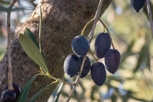 оливковое дерево каламата с скоплением спелых оливок - calamata olive стоковые фото и изображения