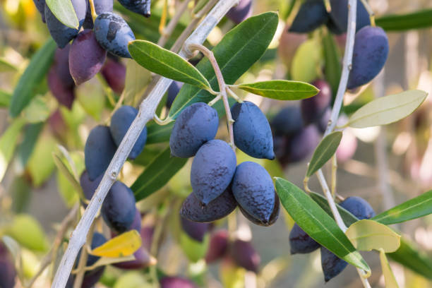 calamata оливковое дерево со спелыми темно-синими оливками висит на оливковом дереве ветви - calamata olive стоковые фото и изображения