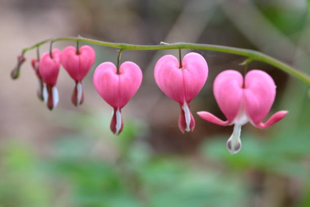 istock A stalk of pink Bleeding hearts 1320855656