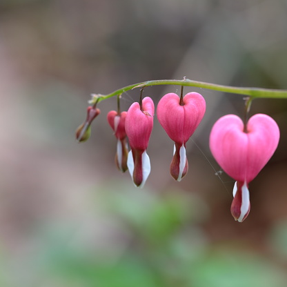 A stalk of pink Bleeding hearts, selective focus.