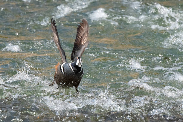 harlequin drake duck flying close to water - harlequin duck duck harlequin water bird imagens e fotografias de stock