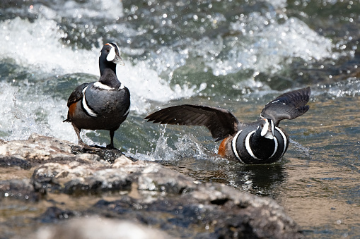 Harlequin ducks fly along top of water to catch up with a mate as it is mating season each springtime at Le Hardy rapids on Yellowstone river in Yellowstone National Park  The ducks come here each spring for mating on or under the surface. Nearby town is Cody, Wyoming. Large cities nearby of Jackson Hole, Wyoming, and Bozeman and Billings, Montana in western USA. John Morrison - Photographer