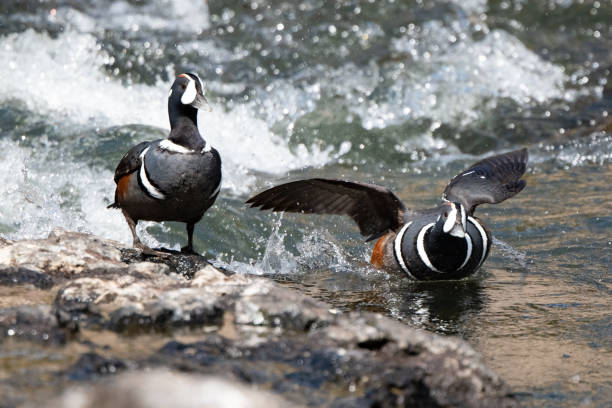 harlequin drake duck flying close to water - harlequin duck duck harlequin water bird imagens e fotografias de stock