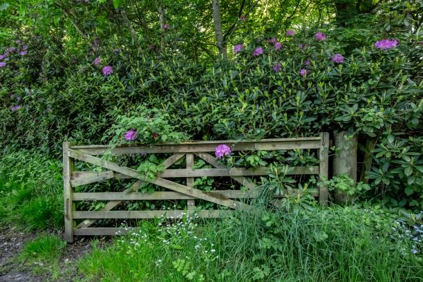istock Old Fence & Flowers. 1320856592