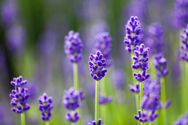 istock Close Up Of Lavender Flowers 1320857344