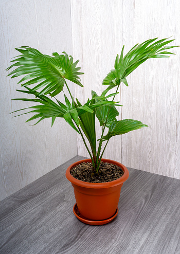 Livistona is a genus of palms, the botanical family Arecaceae