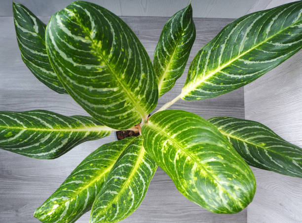 istock Aglaonema Kay lime is an evergreen plant 1320857496