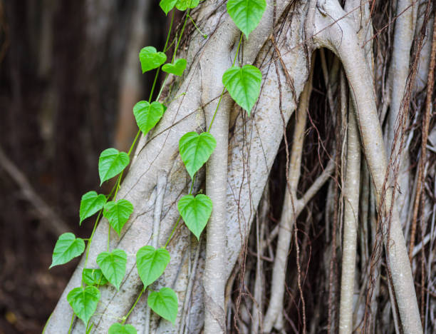 istock Green ivy leaves on trunk with branches. Blurred background 1320857640