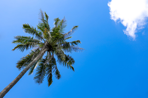 Tall palm tree in the blue sky with a white cloud in the corner.