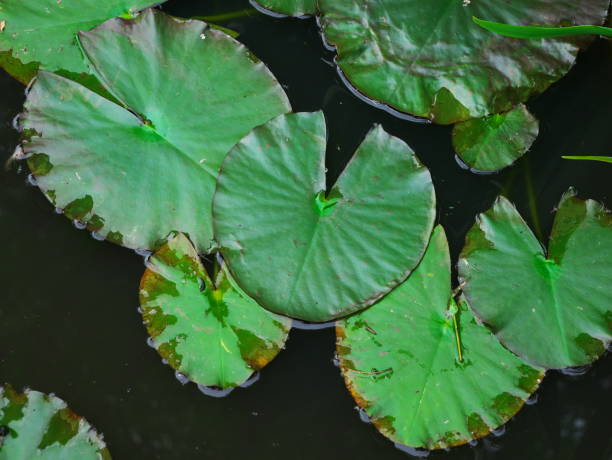 istock Water lilies floating in the lake. Top view 1320860143