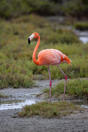American flamingo on the tropical island of Bonaire, part of the Caribbean Netherlands.