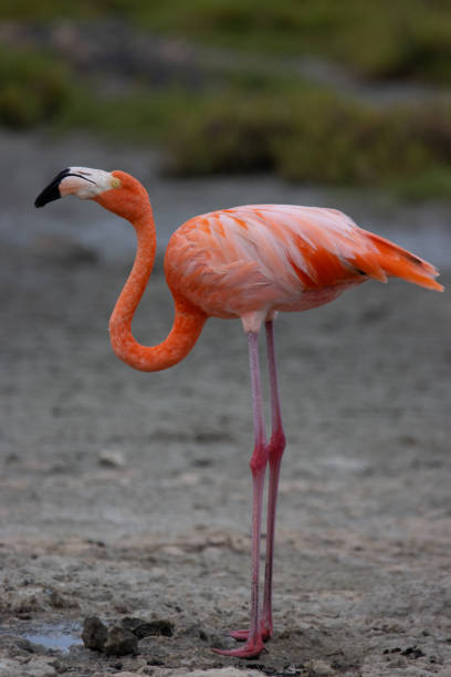 istock American Flamingo on Caribbean Island 1320862592