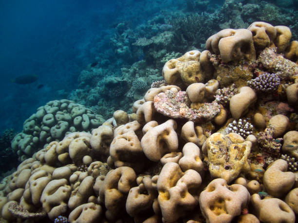 Pavona Clavus - Hard Coral - Stony Coral Pavona Clavus - Hard Coral - Stony Coral on coral reef of Maldives cnidarian stock pictures, royalty-free photos & images
