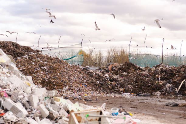 istock A large flock of gulls over the garbage can 1320866069