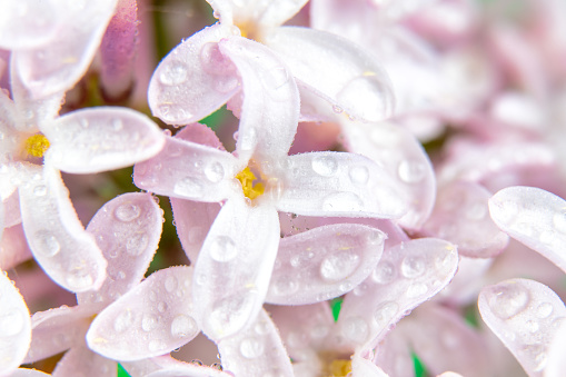 Closeup of beautiful pink blossom tree flowers covered with raindrops