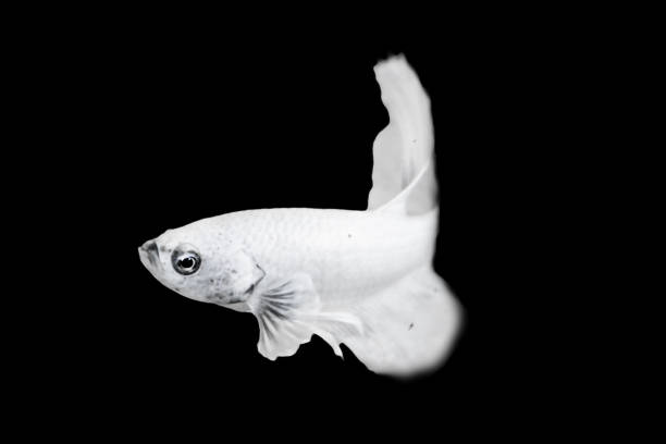 Water Animal Concept: White Betta Fish, Isolated Over Black Color Background. Suitable For Design Stock Object, Rare Siamese Fighting Fish, Betta Splendens, Betta Mandor, Giant Betta, Cut Out. Minimal
