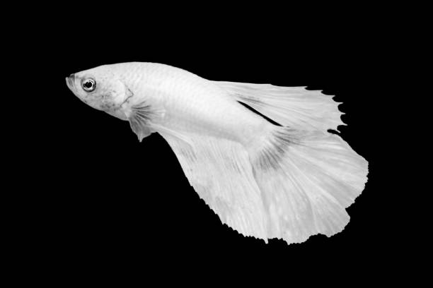 istock White Betta Fish, Isolated Over Black Color Background. Suitable For Design Stock Object, Rare Siamese Fighting Fish, Betta Splendens, Betta Mandor, Giant Betta, Cut Out. Minimal 1320868284