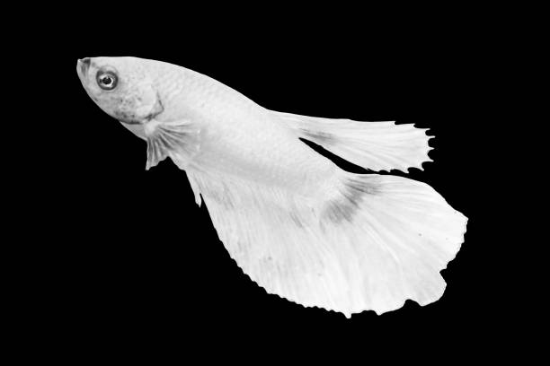 istock White Betta Fish, Isolated Over Black Color Background. Suitable For Design Stock Object, Rare Siamese Fighting Fish, Betta Splendens, Betta Mandor, Giant Betta, Cut Out. Minimal 1320868336