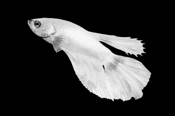 istock White Betta Fish, Isolated Over Black Color Background. Suitable For Design Stock Object, Rare Siamese Fighting Fish, Betta Splendens, Betta Mandor, Giant Betta, Cut Out. Minimal 1320868341