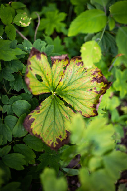Natural background with not so healthy leaves in the middle