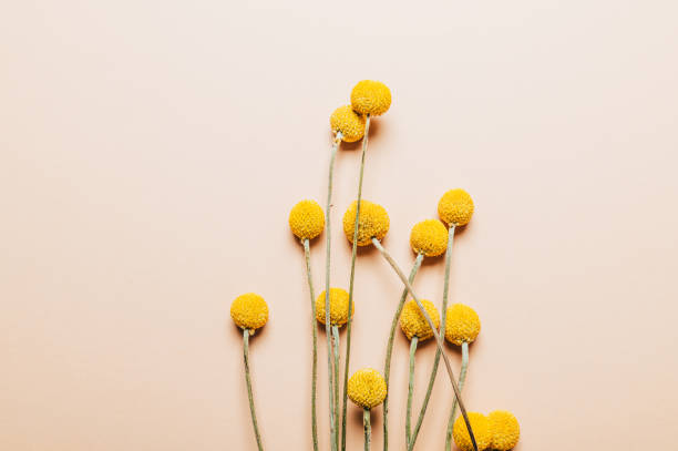 istock Craspedia globosa dry flowers 1320869271
